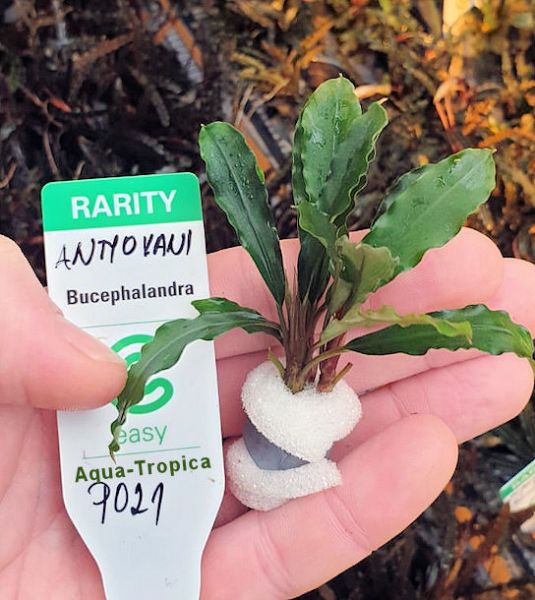Bucephalandra "Antyovani" - 1 Pflanze Lose - Aqua-Tropica
