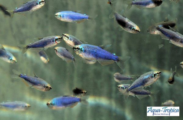 Königssalmler-Super-Blue, EUNZ | Inpaichthys kerri "Super Blue" | 2,5-3,5 cm (M)
