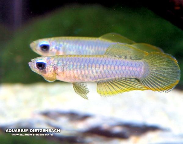 Normans Leuchtaugenfisch | Aplocheilichthys normani-Copy