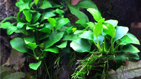 Anubias nana bonsai oder petite werden sehr gerne im Bereich des Aquascaping verwendet.