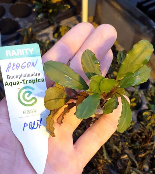 Bucephalandra "Aragon" - 2 Pflanzen im Bund - Aqua-Tropica