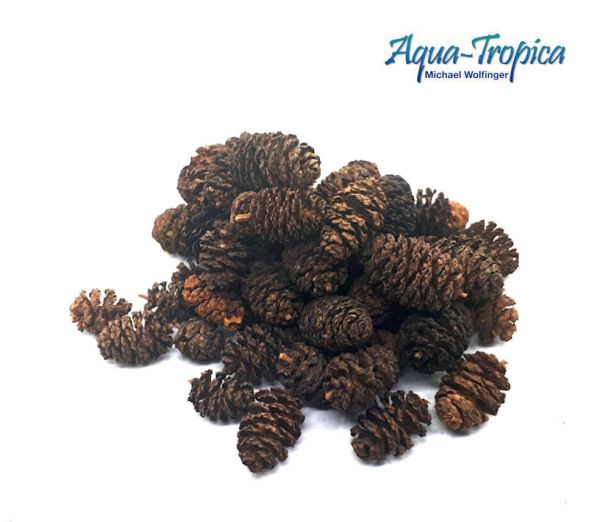 Aqua-Tropica Natural Schwarzerlenzapfen- 50 Stück