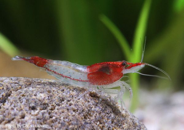 Red Cherry Sakur Rili Garnele - Neocaridina heteropoda var. Rili Shrimp