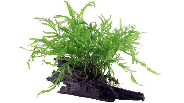 25 cm Moorkienwurzel bepflanzt mit Bolbitis