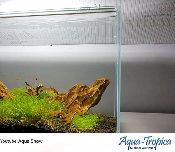 BLAU aquaristic Aquascaping Cubic 42 Liter - Weißglasaquarium, Garnelen, Wirbellose, Nano-Becken
