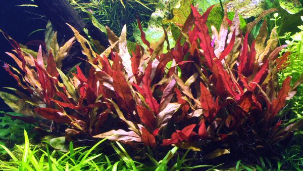 Alternanthera reineckii ist eine beliebte Stängelpflanze in der Aquaristik für Aquascaping und Hintergründe.