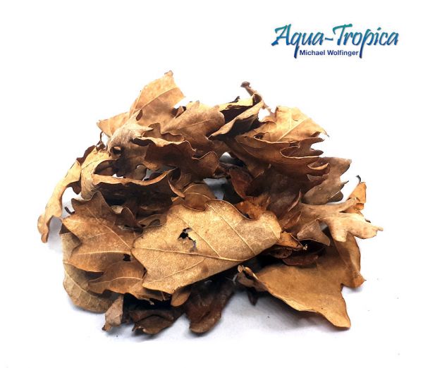 Aqua-Tropica Natural Eichenblätter - 25 Stück