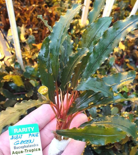 Bucephalandra "Biblis pink" - 1 Pflanze Lose - Aqua-Tropica